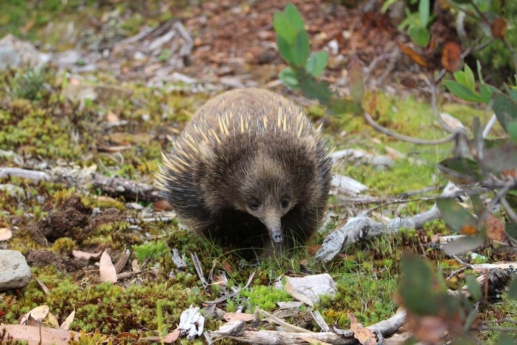 Cradle Mountain Wilderness Village Bagian luar foto