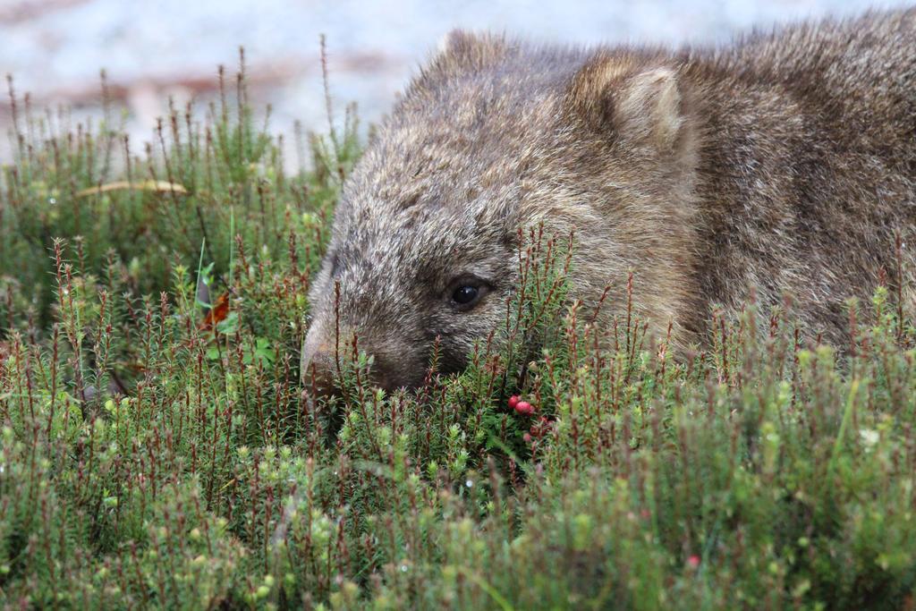 Cradle Mountain Wilderness Village Bagian luar foto